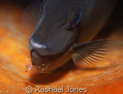 Now where did that shrimp go? by Rashael Jones 